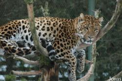 Eifel-Zoo