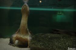 Aquarium de l'Université de Liège