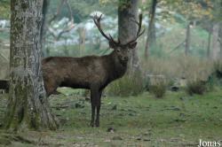 Parc Animalier de Sainte-Croix