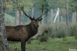 Parc Animalier de Sainte-Croix