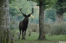 Parc Animalier de Sainte-Croix