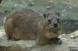 Hyracoidea