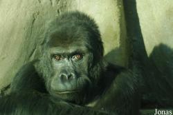 Gorilla beringei graueri