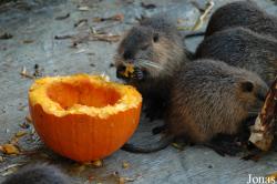 Zoo Antwerpen