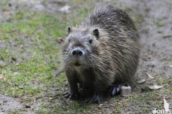 Myocastor coypus
