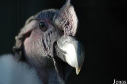 Zoo Antwerpen
