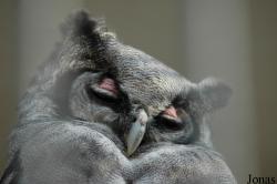 Zoo Antwerpen