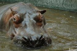Zoo Antwerpen