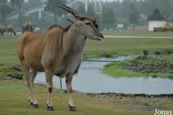 Senne Grosswild Safariland