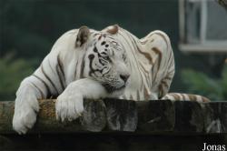 Senne Grosswild Safariland