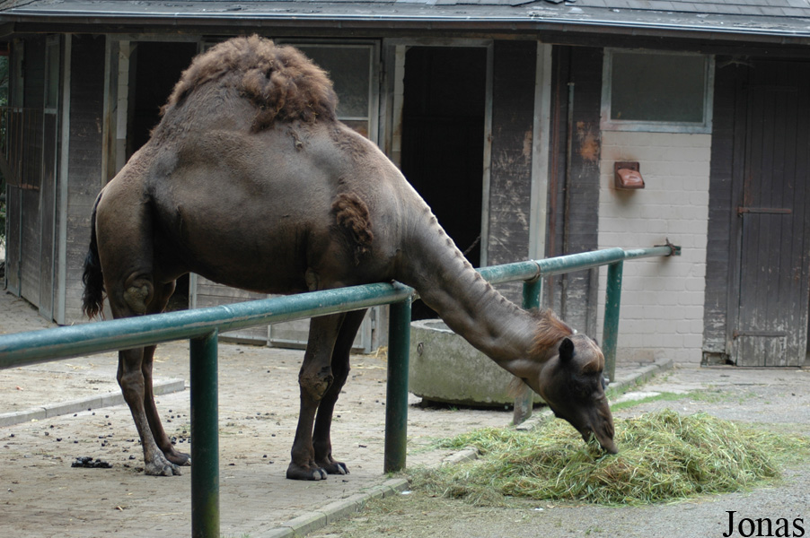 Zoo Osnabrück