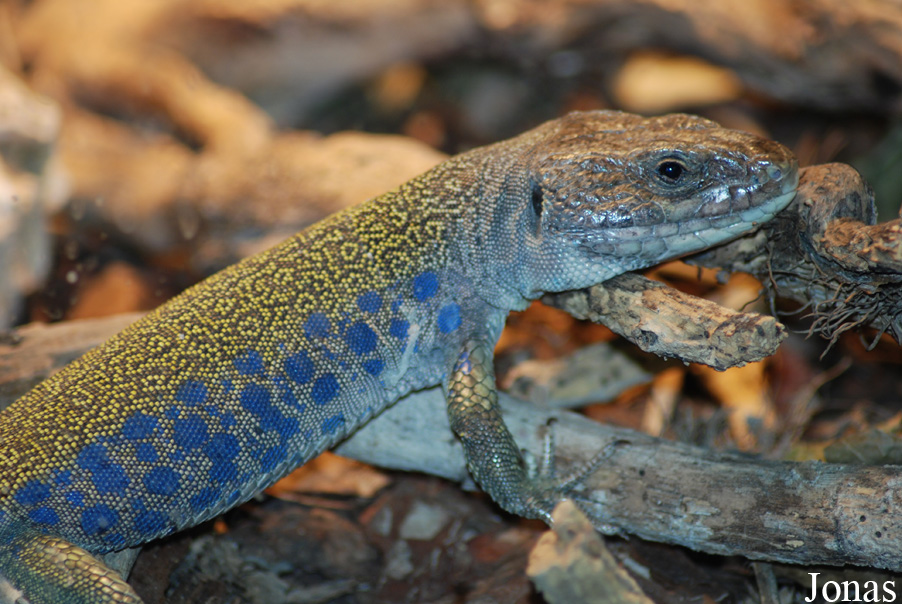 Bioparco di Roma