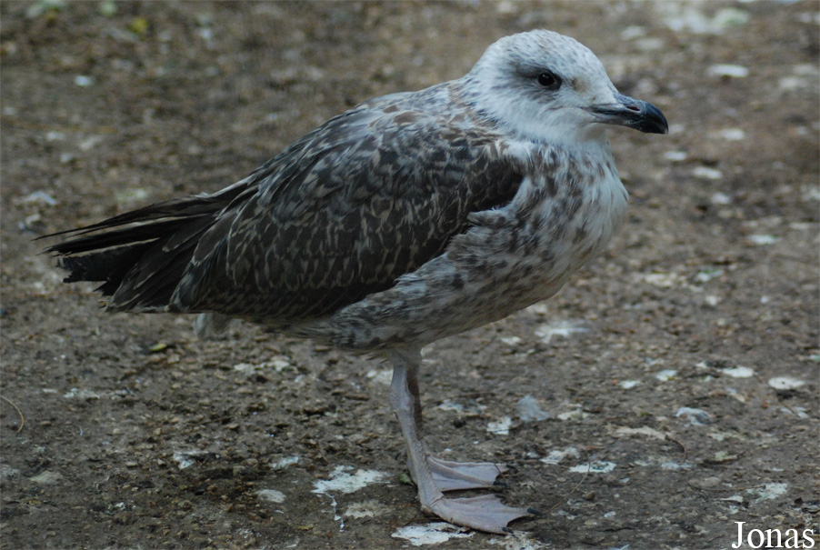 Bioparco di Roma