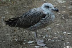 Bioparco di Roma