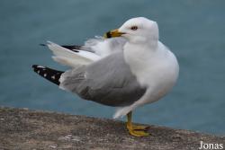 Larus delawarensis