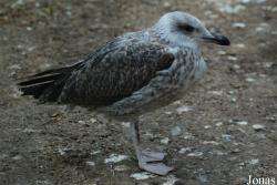 Bioparco di Roma