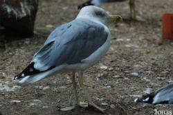 Bioparco di Roma