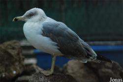 Bioparco di Roma