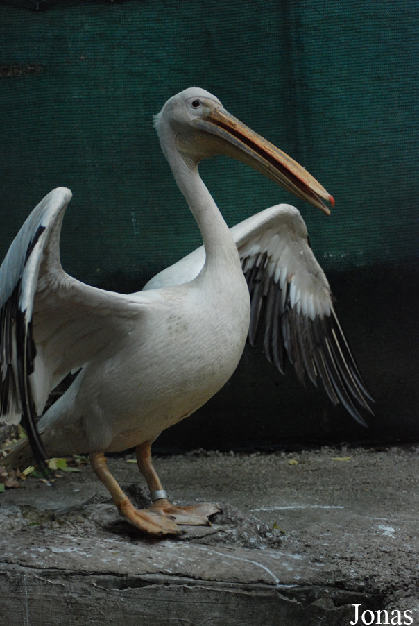 Bioparco di Roma