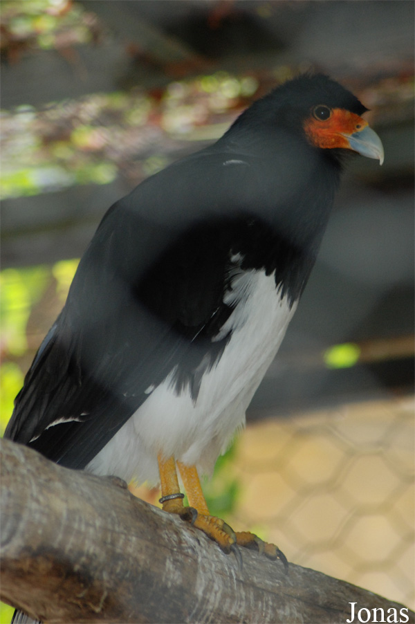 Bioparco di Roma