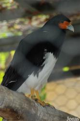 Bioparco di Roma
