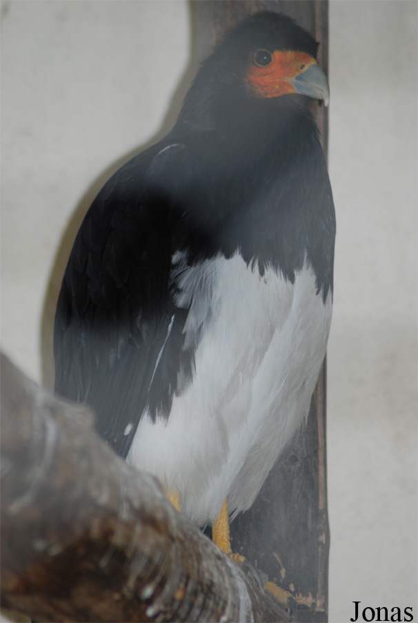 Bioparco di Roma