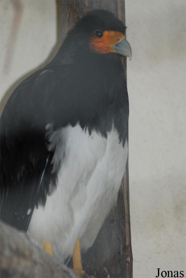 Bioparco di Roma