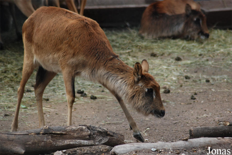 Bioparco di Roma