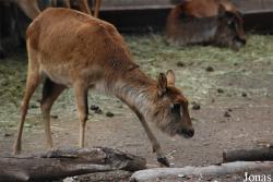 Bioparco di Roma