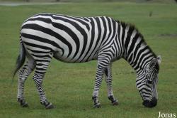 Equus quagga boehmi