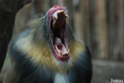 Bioparco di Roma