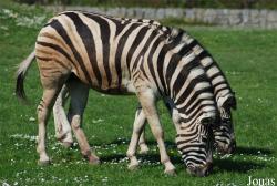 Equus quagga