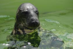 Halichoerus grypus