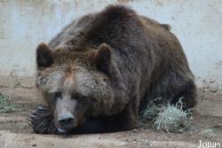 Ursus arctos marsicanus