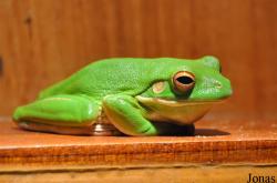 Pelodryadinae
