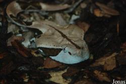 Bioparco di Roma
