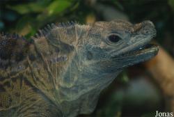 Bioparco di Roma