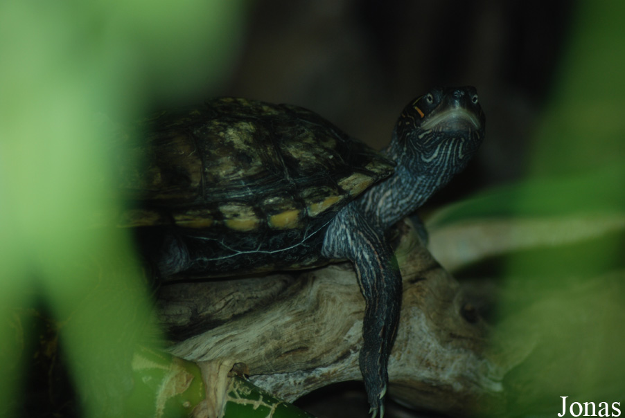 Bioparco di Roma