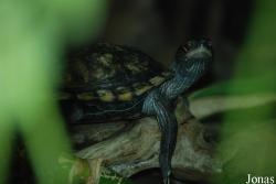 Bioparco di Roma