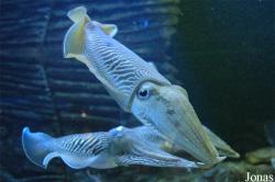 Cephalopoda