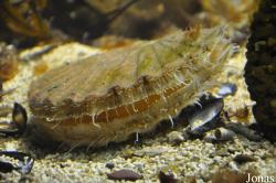 Mollusques
