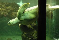 Stazione Zoologica Anton Dohrn