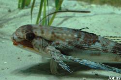 Dactylopteridae