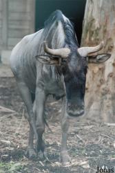 Zoo di Napoli