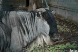Connochaetes taurinus albojubatus