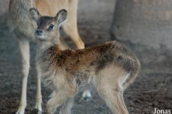 Zoo di Napoli