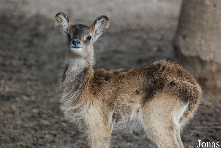 Zoo di Napoli