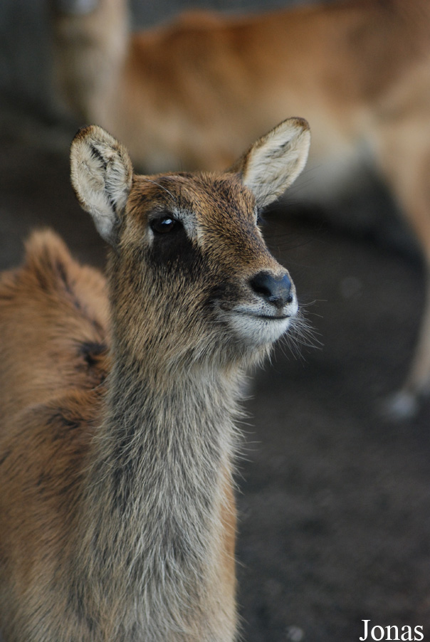 Zoo di Napoli