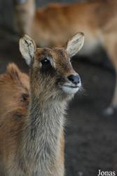 Zoo di Napoli