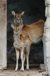 Zoo di Napoli